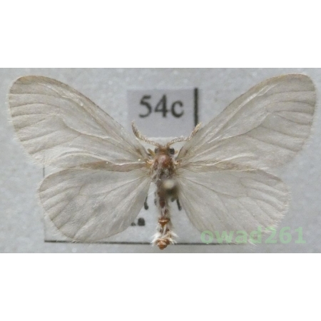 Sterrhopterix fusca (Haworth, 1809) Czech54c